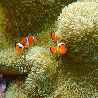 ReeftourHONEY(リーフツアーハニー)の写真14