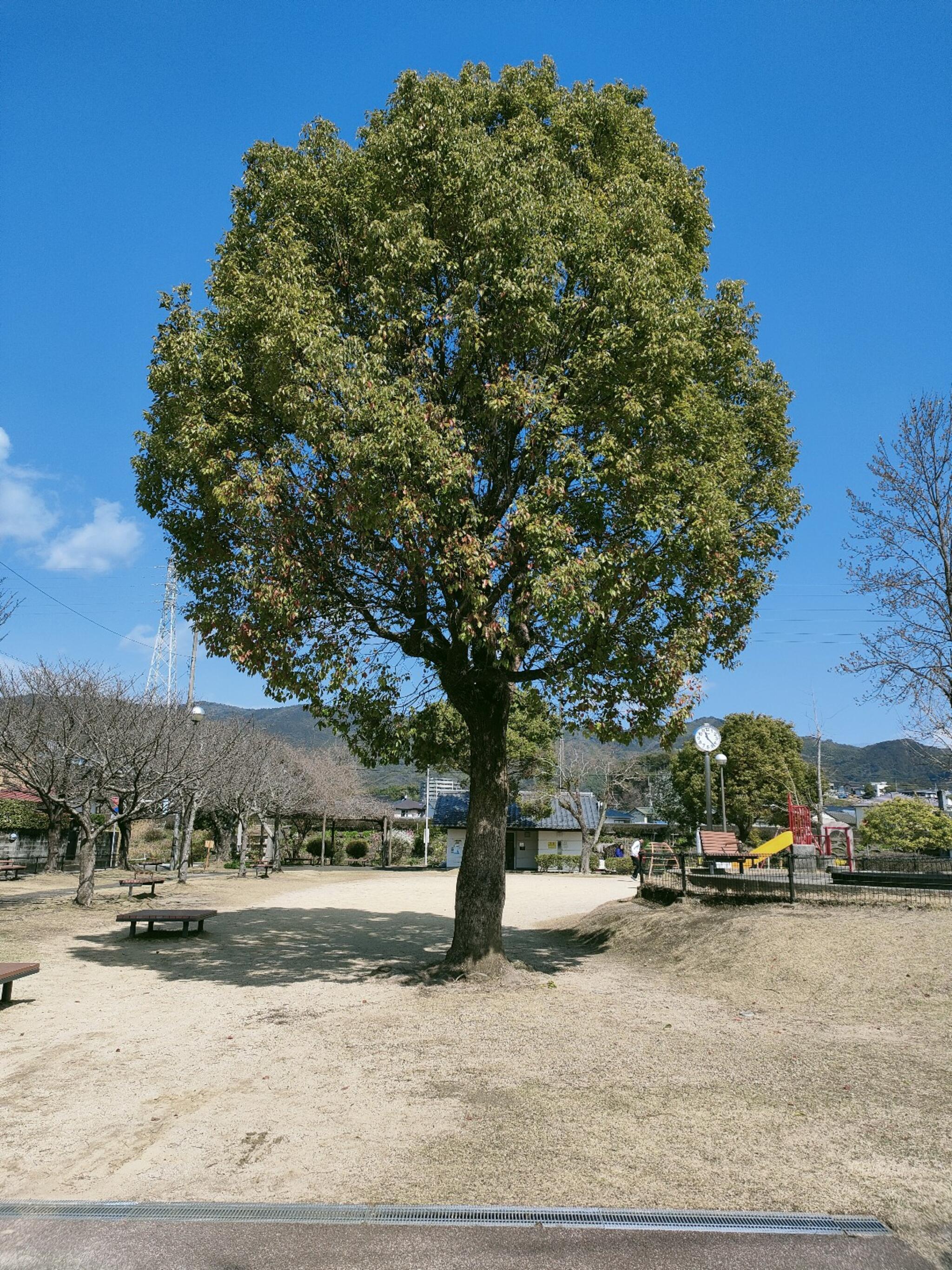 吉田公園の代表写真5