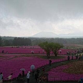 富士芝桜まつり 富士山うまいものフェスタの写真14