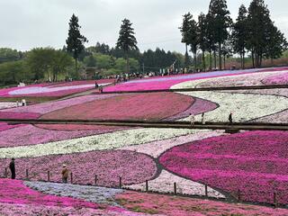 羊山公園のクチコミ写真2