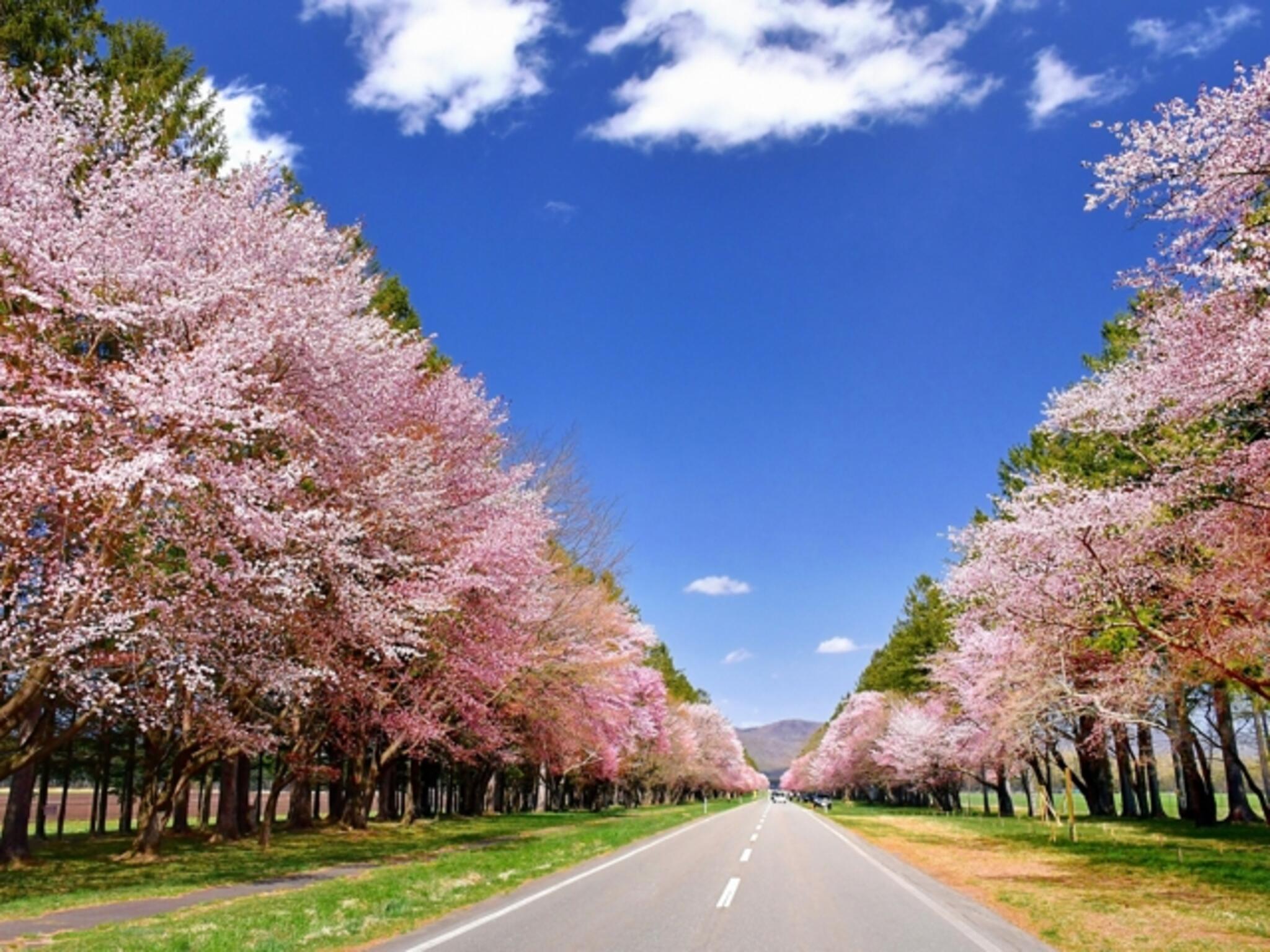 二十間道路桜並木の代表写真3