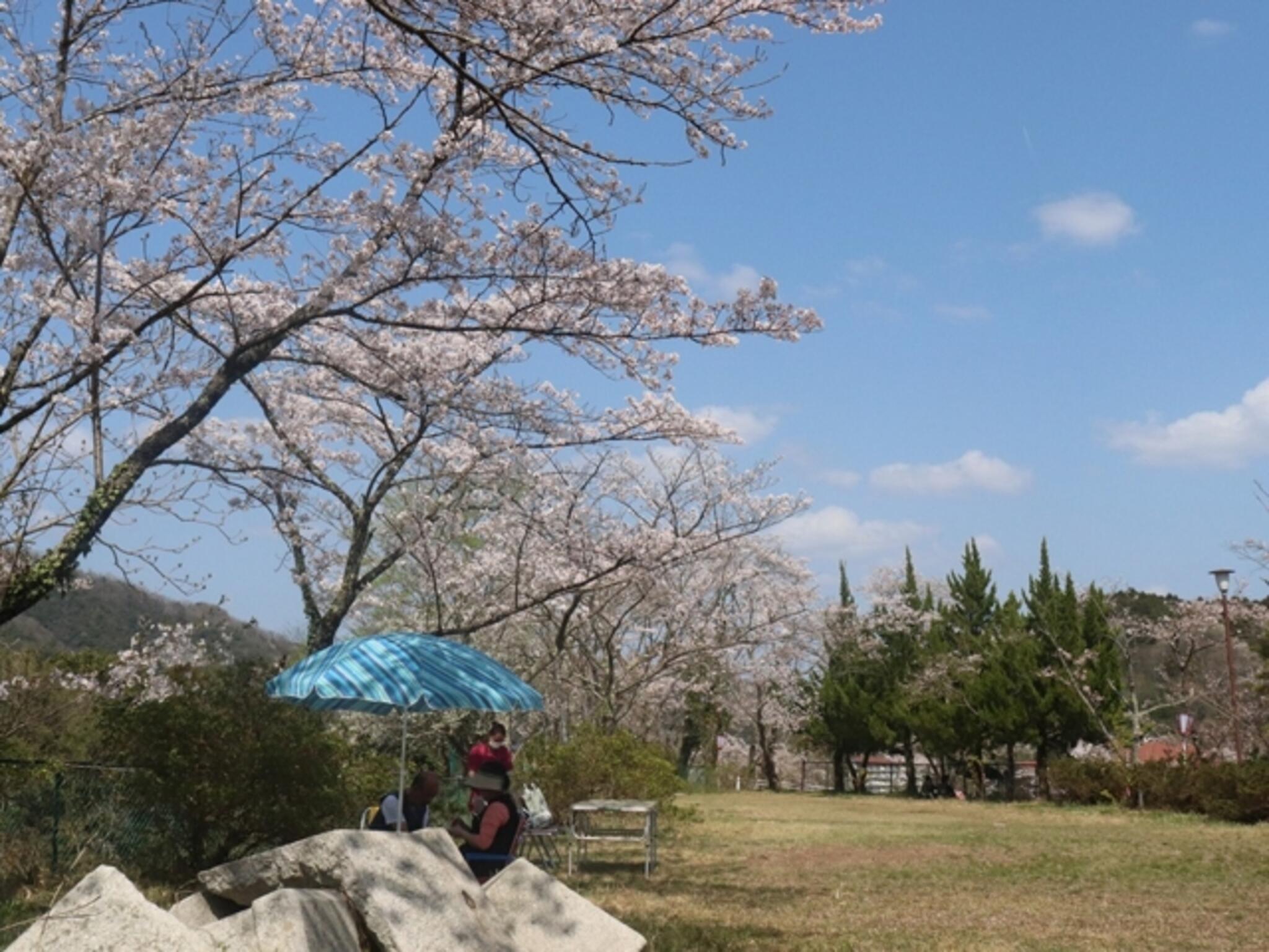 金比羅山公園の代表写真5