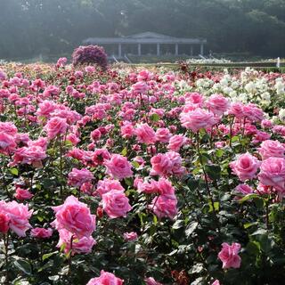 神代植物公園の写真22