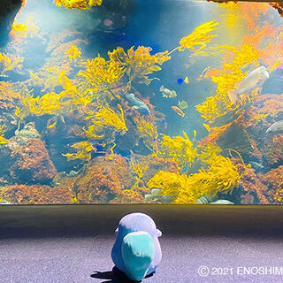 新江ノ島水族館の写真3