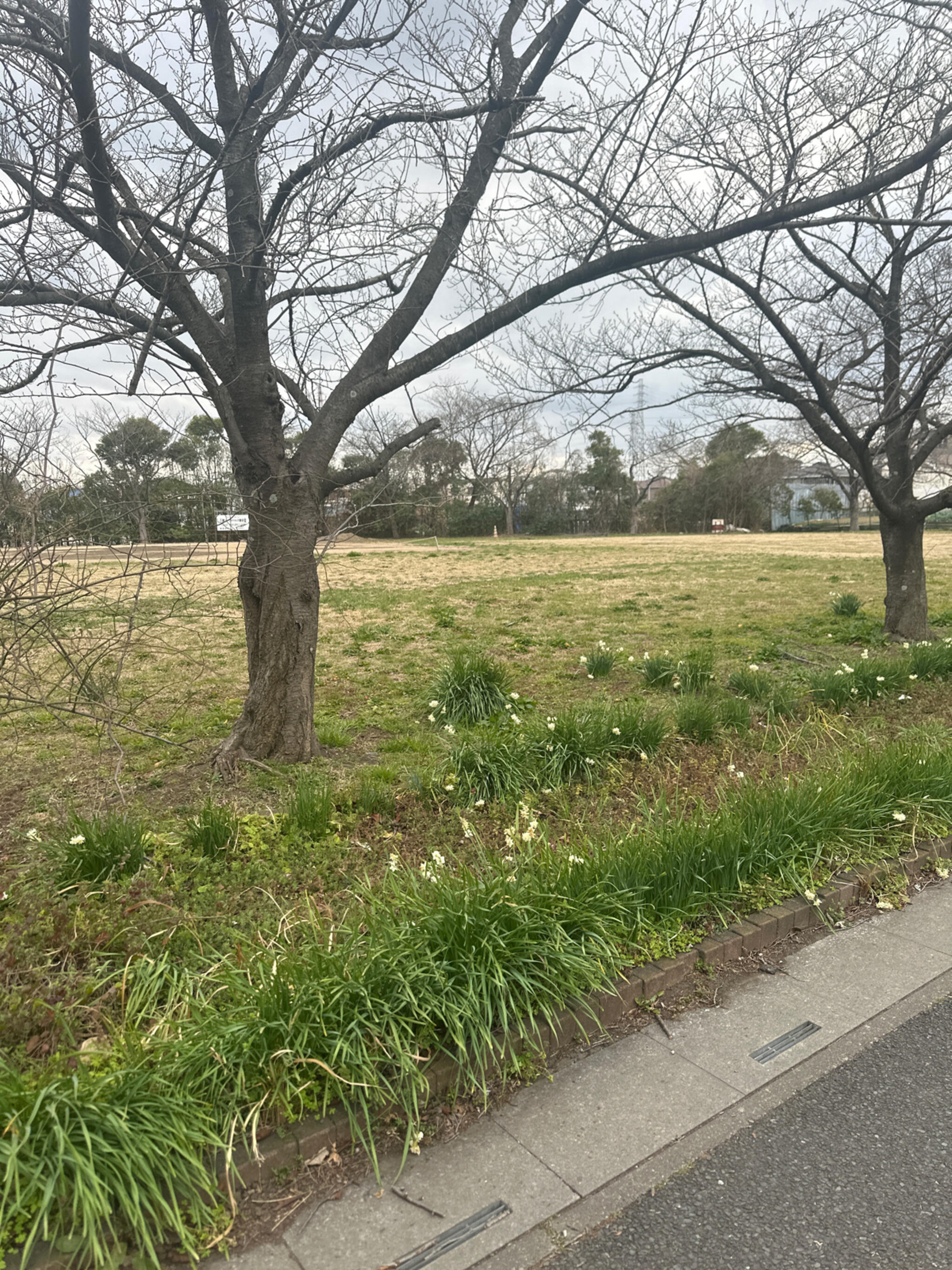 やしお生涯学習館みどりの広場の代表写真2