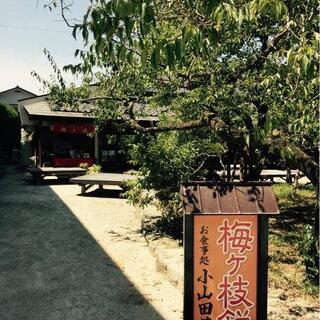 小山田茶店の写真17