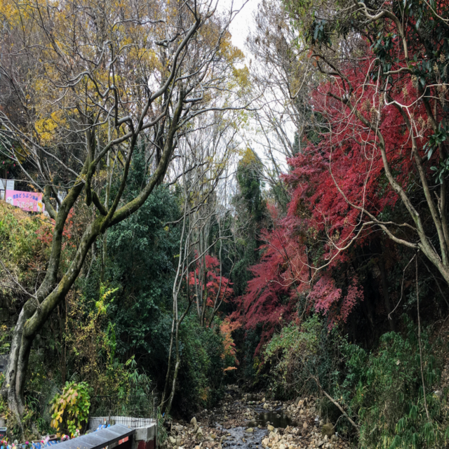 658-0063 兵庫県神戸市東灘区住吉山手６丁目６ 安い １５５１ 神戸住吉ペット霊園