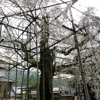 瑞龍寺のしだれ桜の写真10