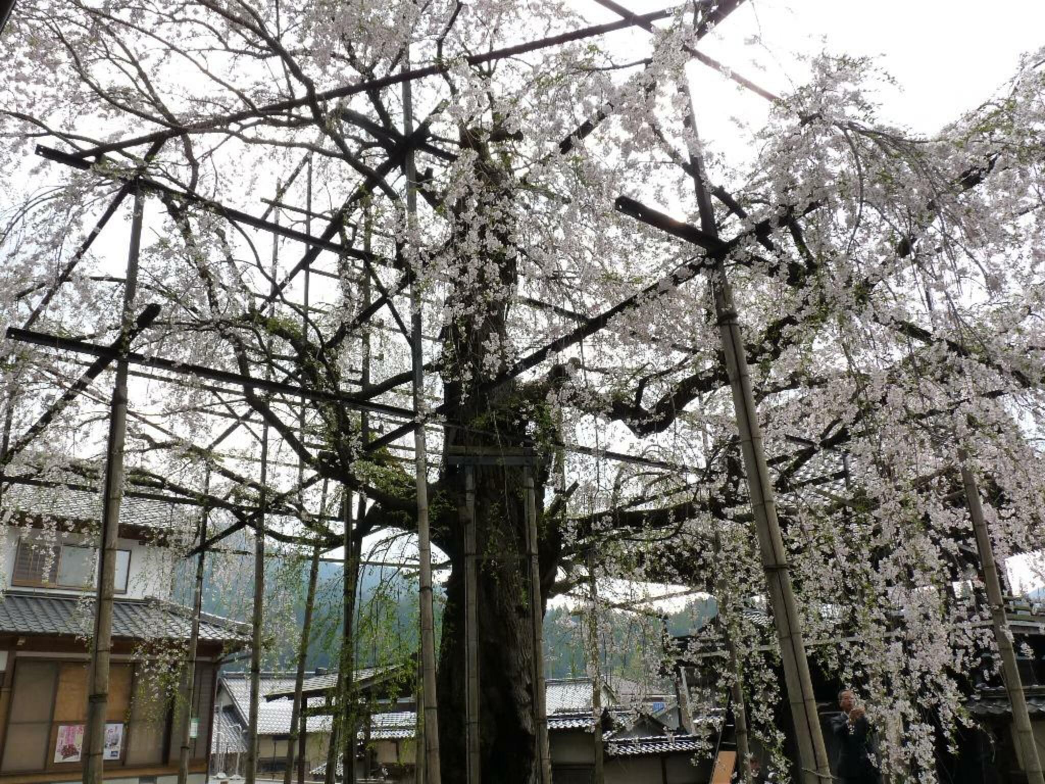 瑞龍寺のしだれ桜の代表写真10