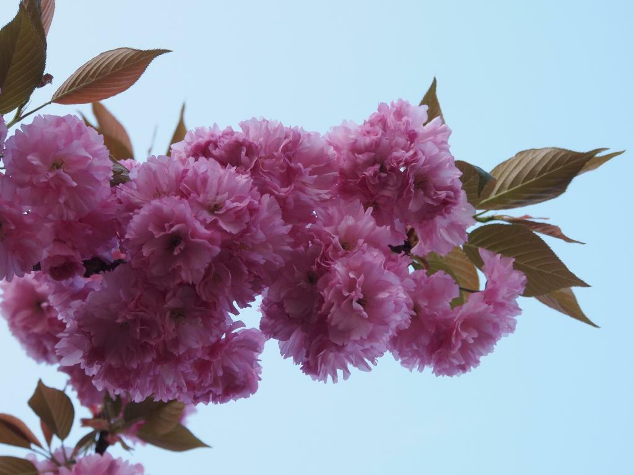 天平の丘公園(八重桜)の代表写真10