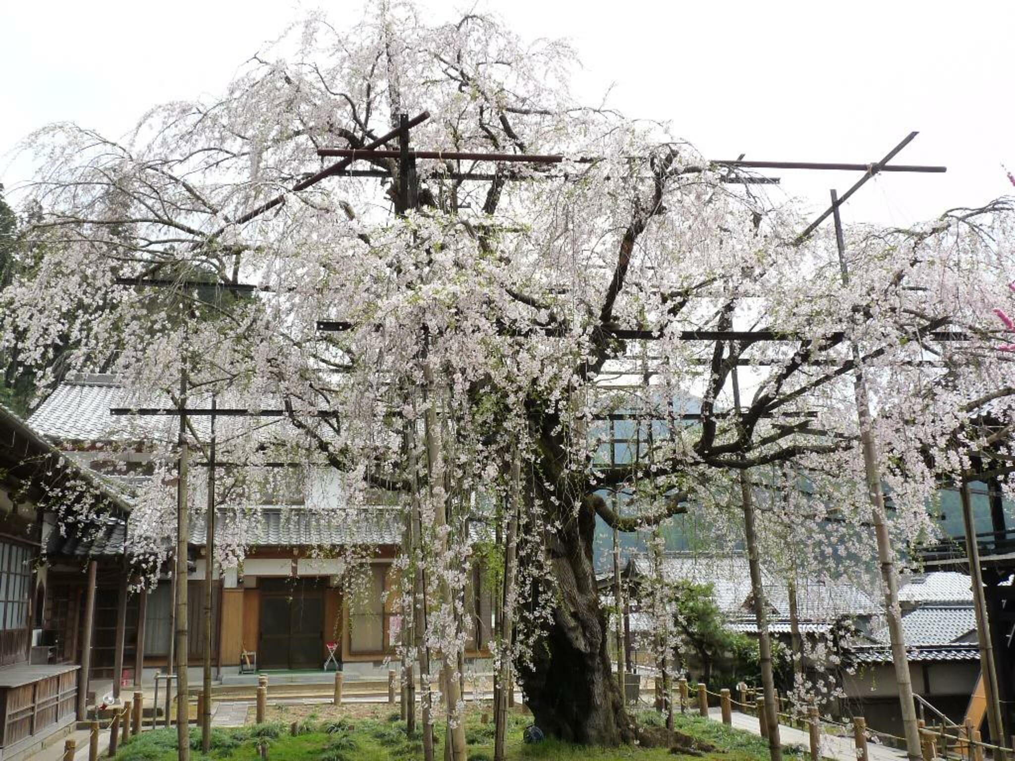 瑞龍寺のしだれ桜の代表写真8