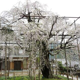 瑞龍寺のしだれ桜の写真8