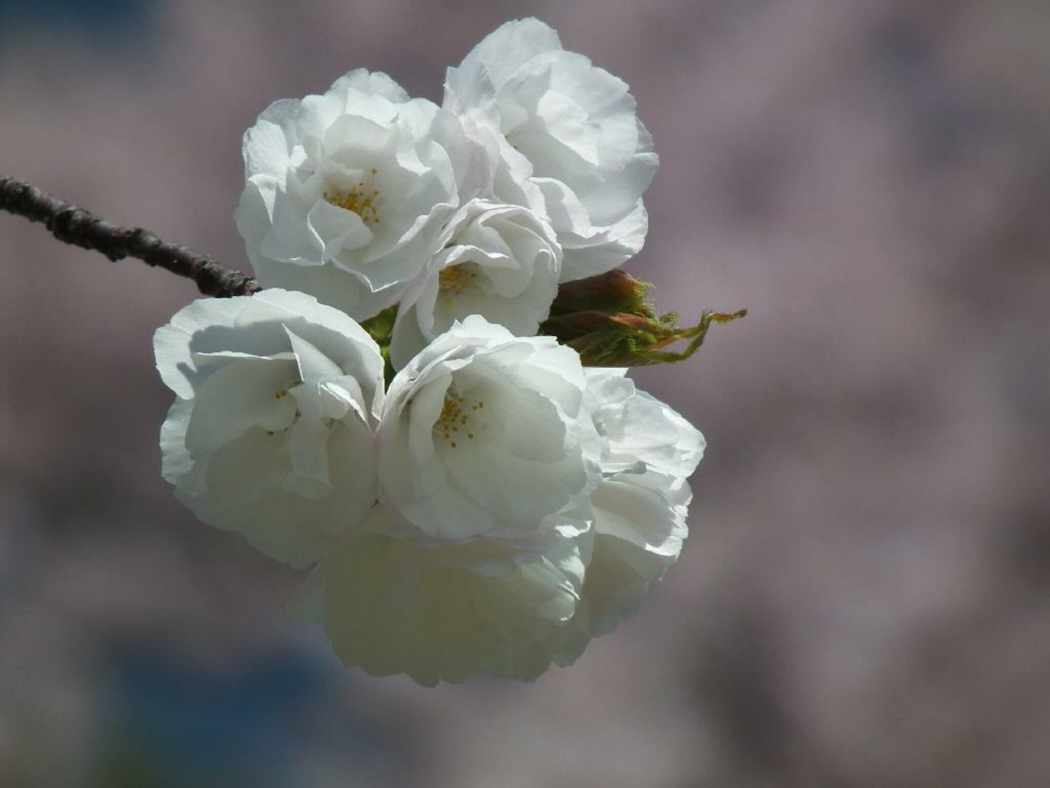 滋賀県立近江富士花緑公園の代表写真4