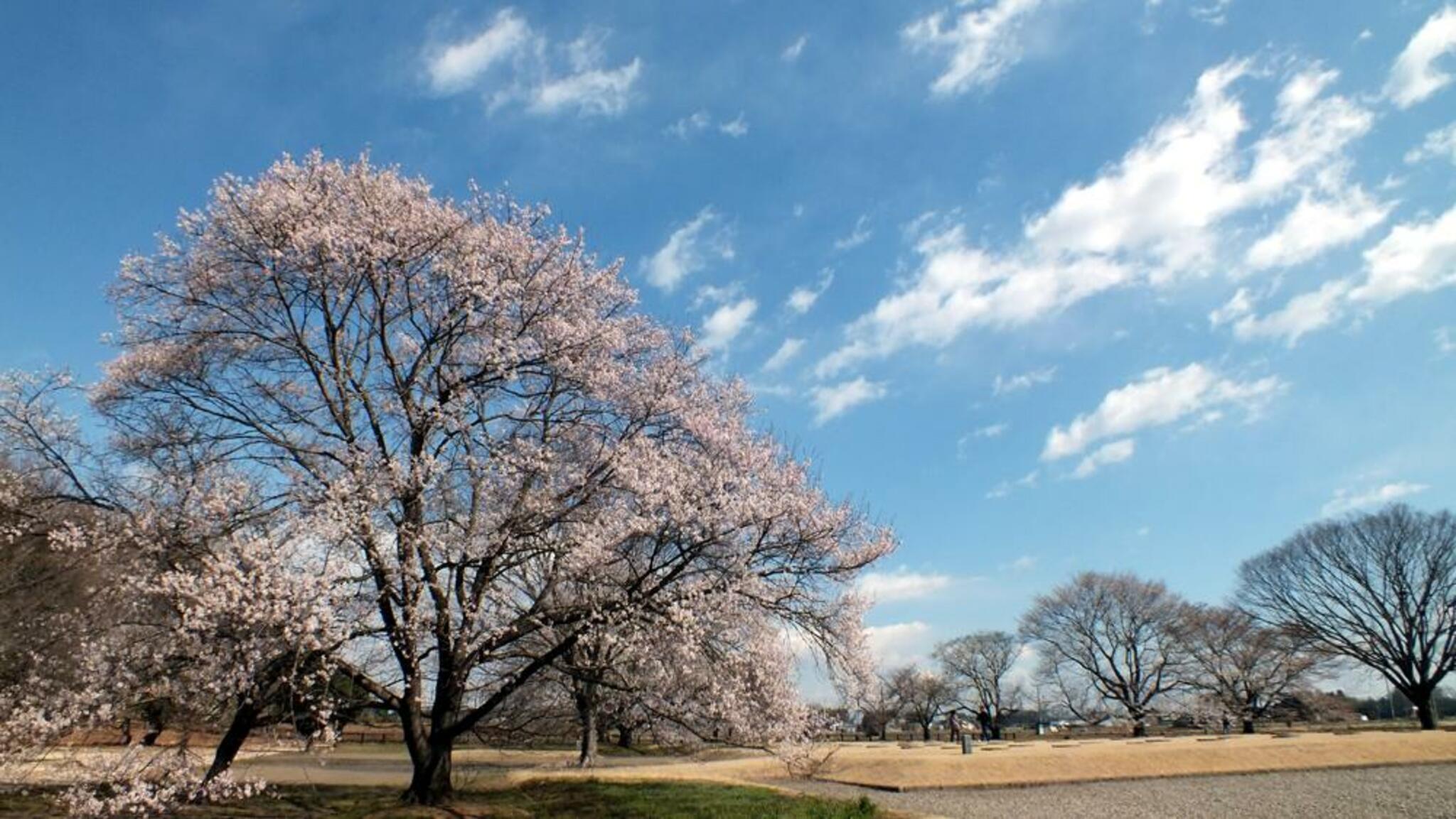 天平の丘公園(八重桜)の代表写真3