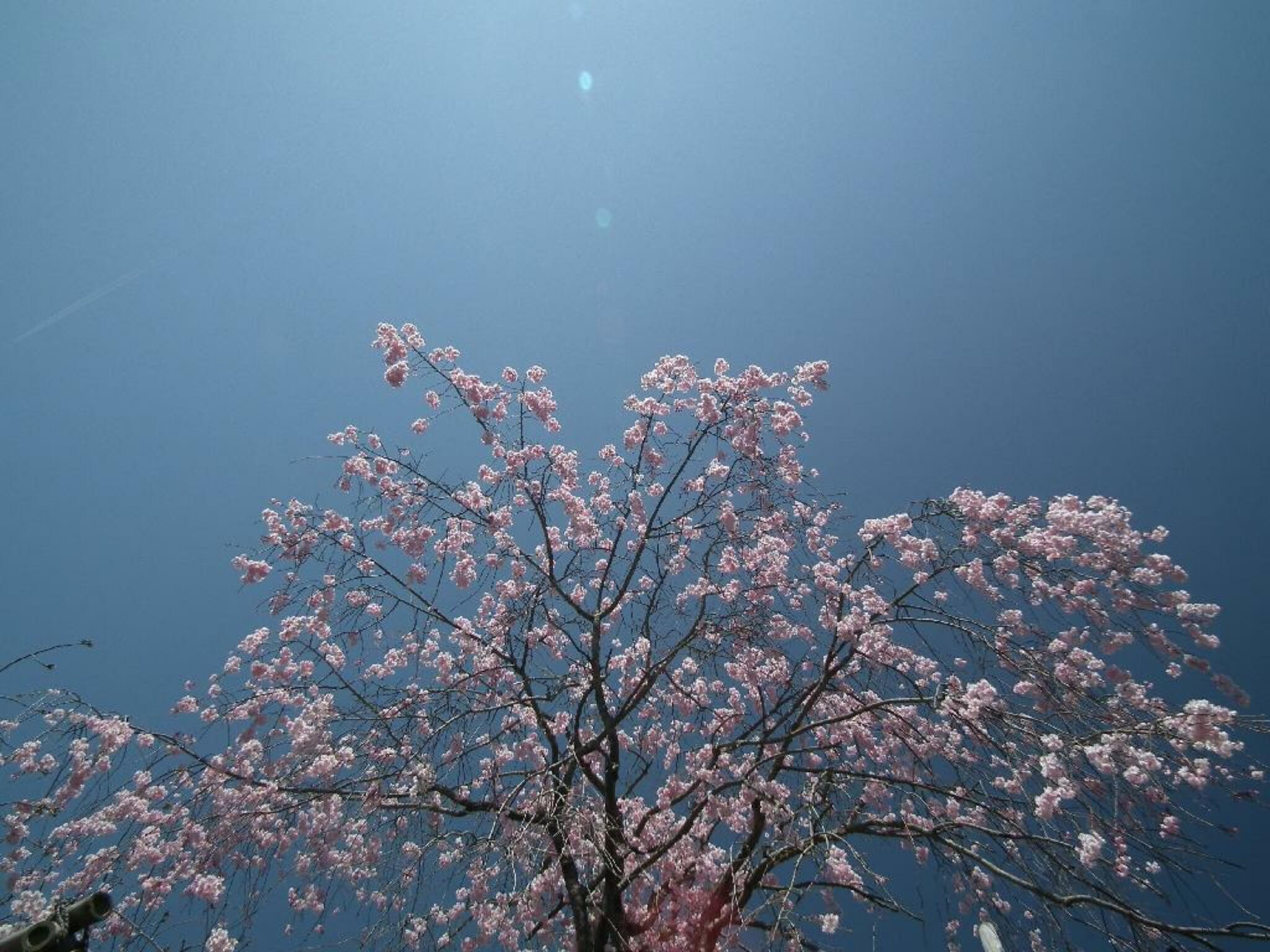 滋賀県立近江富士花緑公園の代表写真5