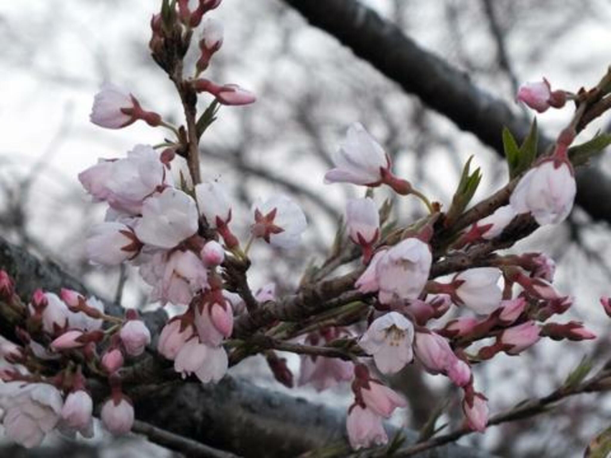天平の丘公園(八重桜)の代表写真8
