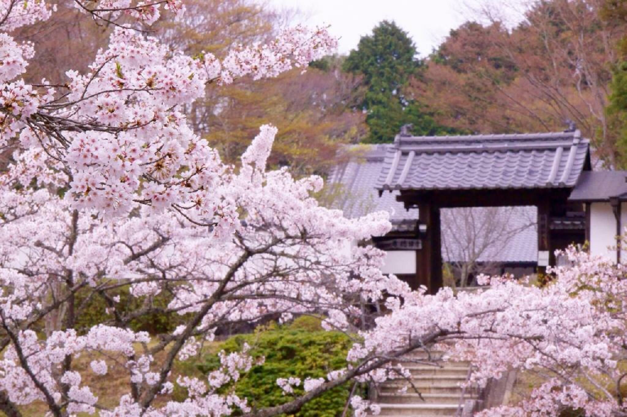 芳徳禅寺の代表写真1