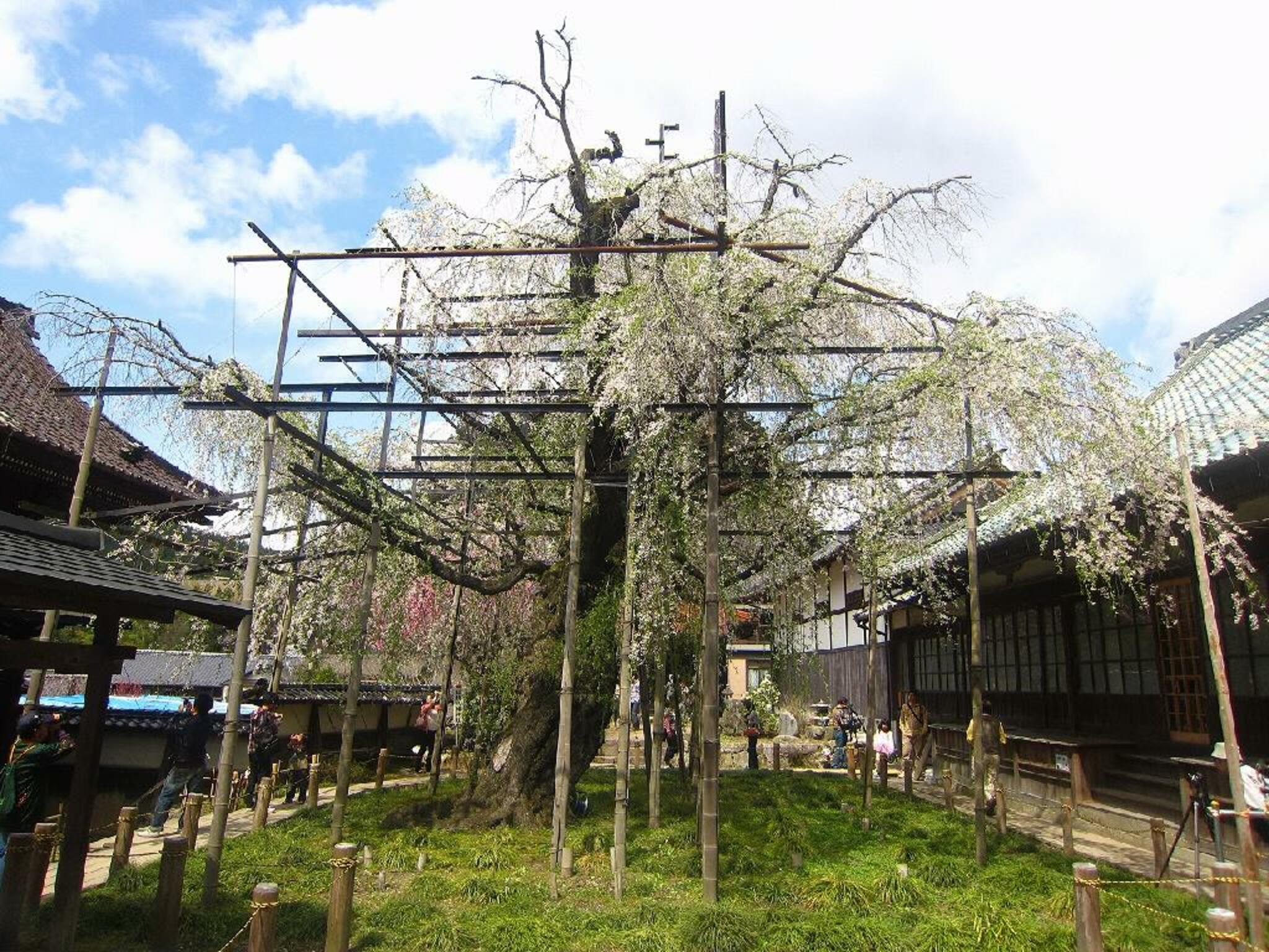 瑞龍寺のしだれ桜の代表写真5