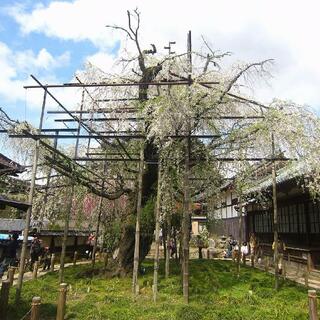 瑞龍寺のしだれ桜の写真5