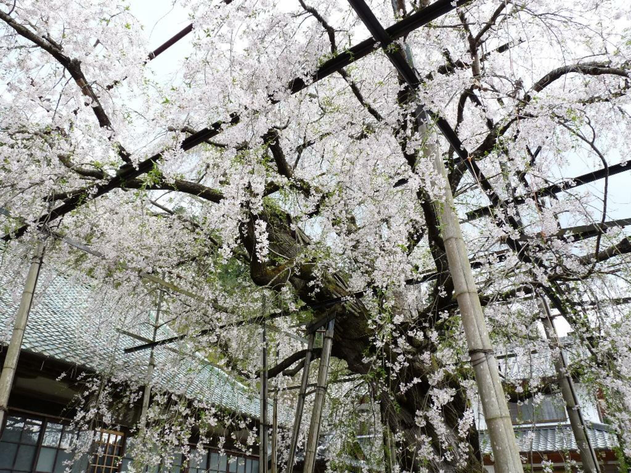 瑞龍寺のしだれ桜の代表写真9