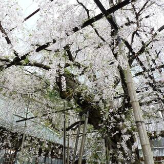 瑞龍寺のしだれ桜の写真9