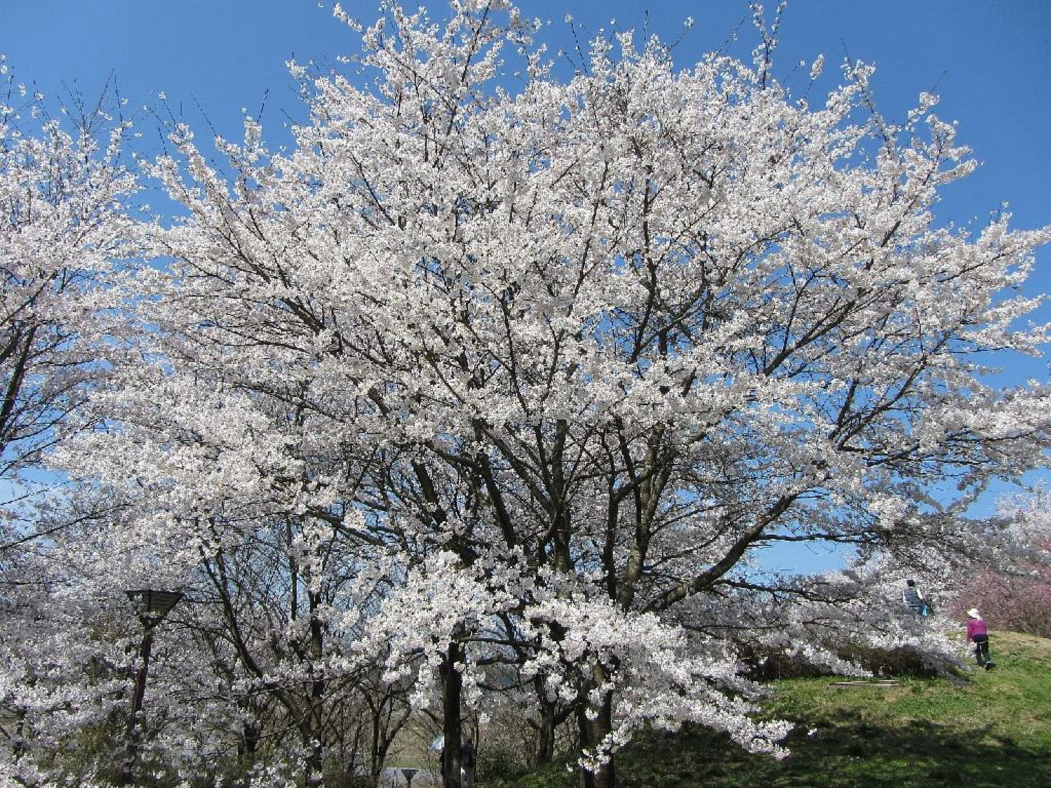 志乎・桜の里温泉古墳の湯の代表写真4