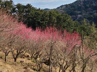 幕山公園のクチコミ写真1