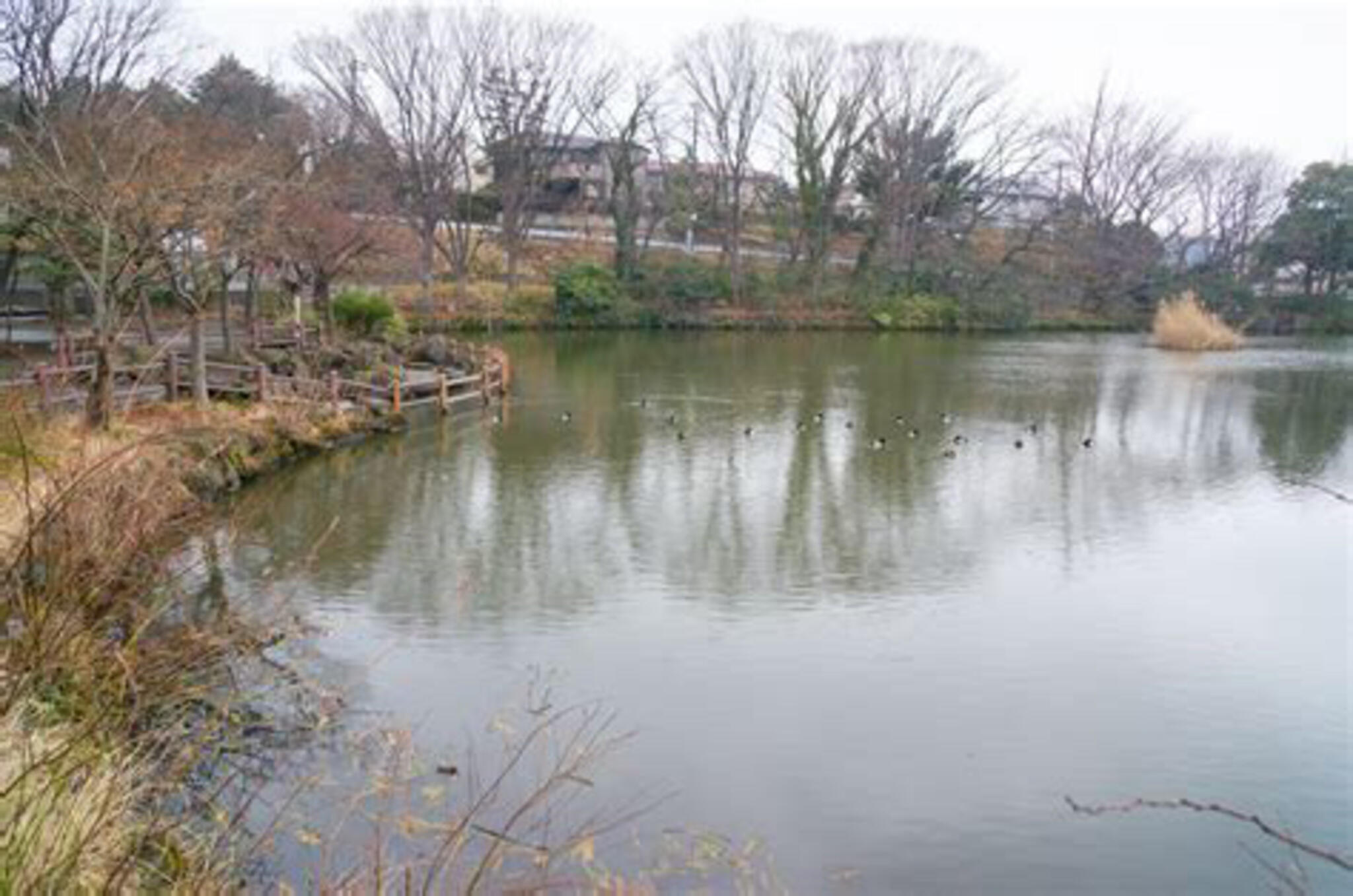 菊名池公園の代表写真4