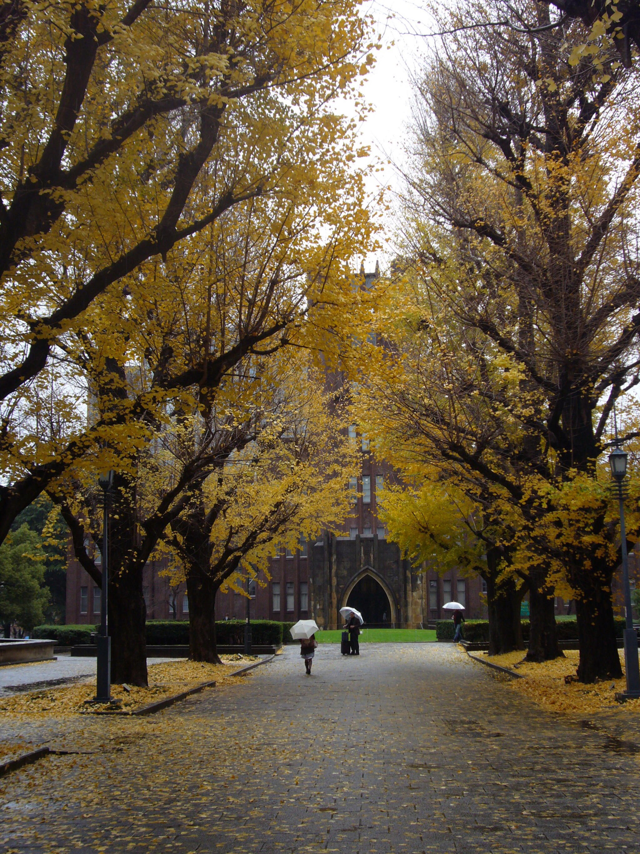 東京大学の代表写真10