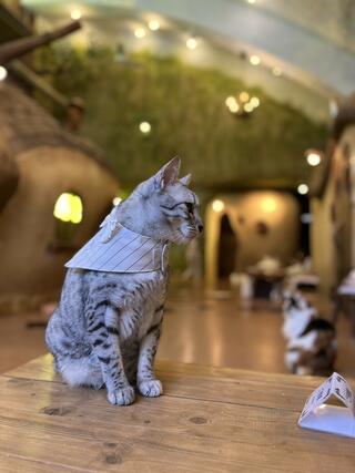 Cat Cafe てまりのおうちのクチコミ写真1