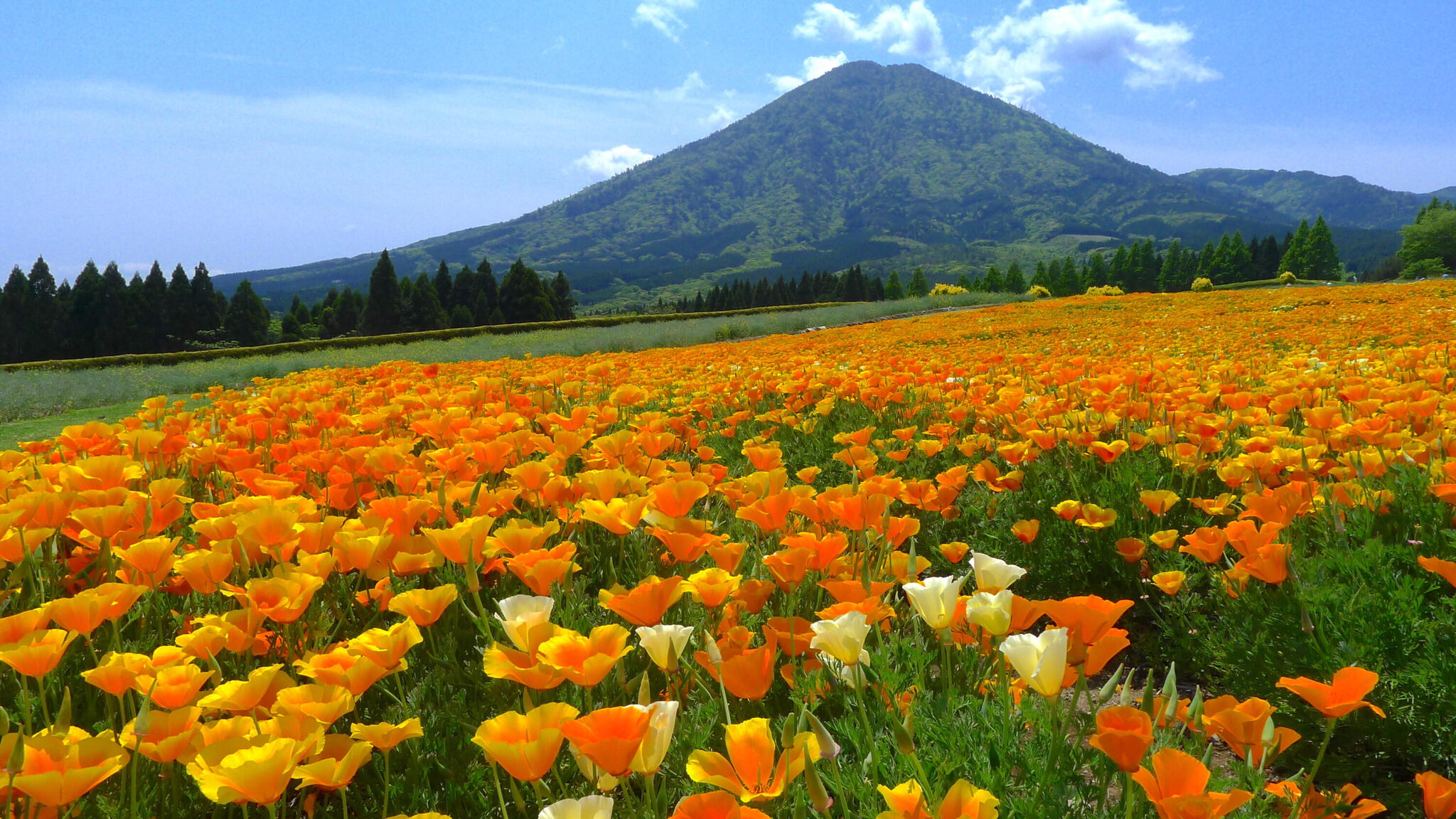 生駒高原の代表写真8