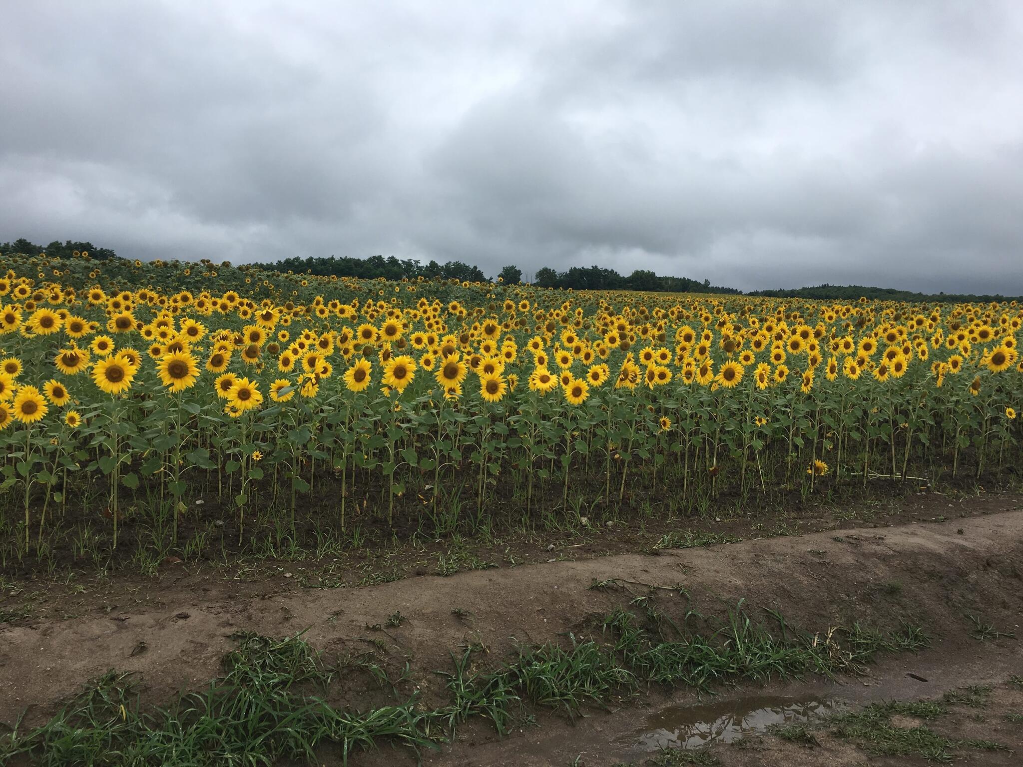 北竜町ひまわりの里の代表写真8