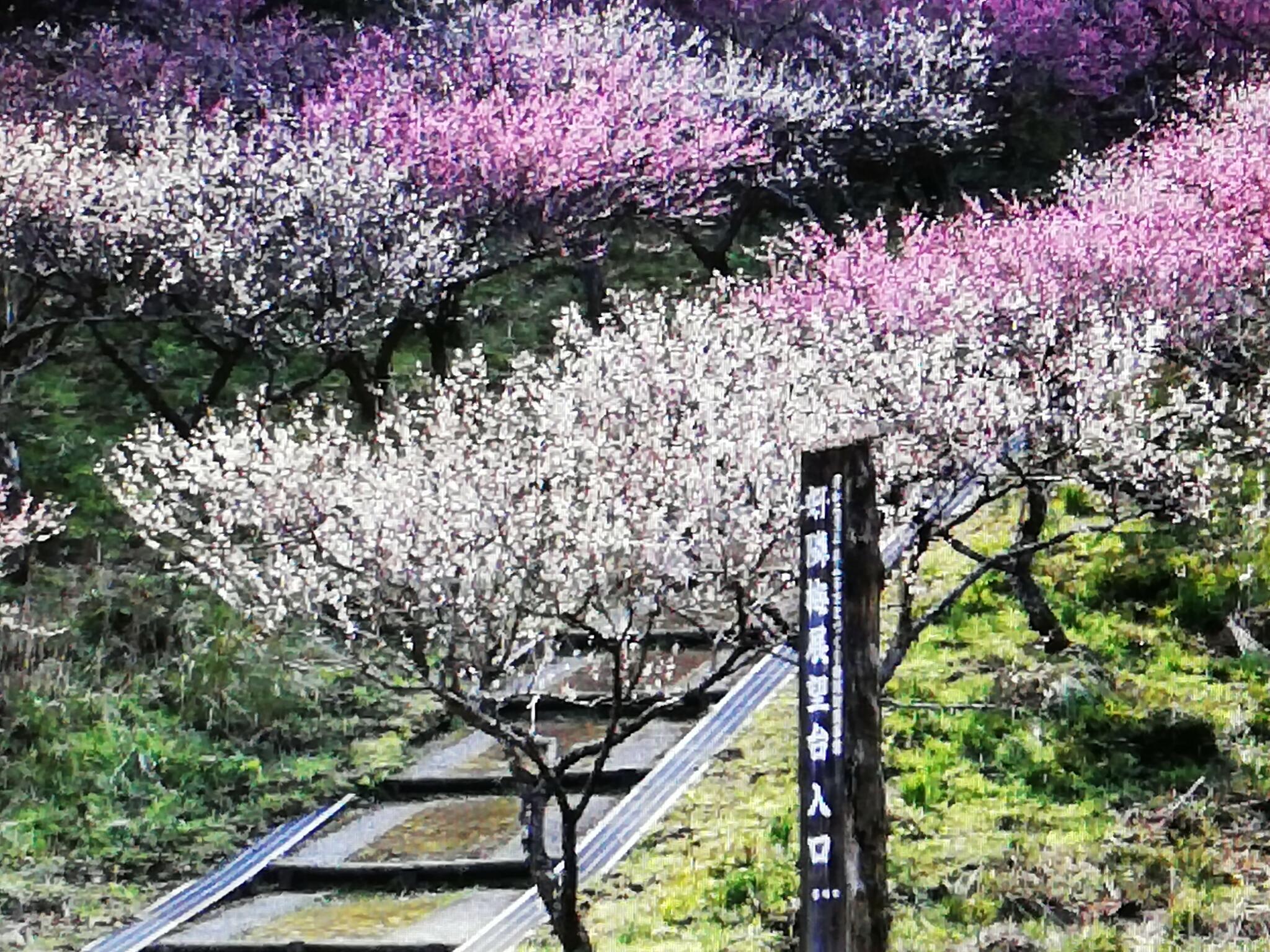 青島自然休養村 好隣梅の代表写真1