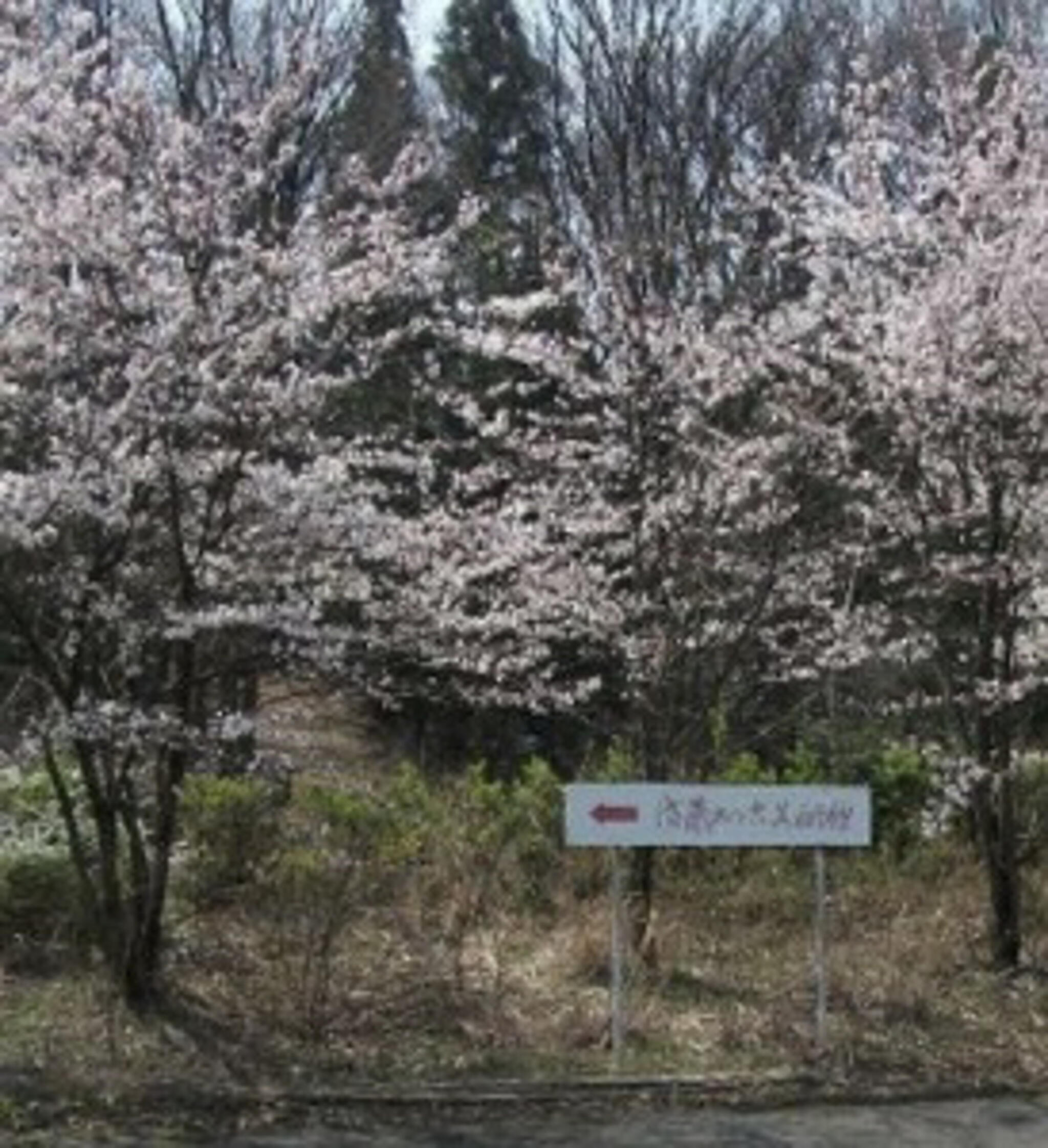 泉台公園の代表写真5