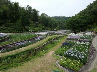 播州山崎花菖蒲園のクチコミ写真1