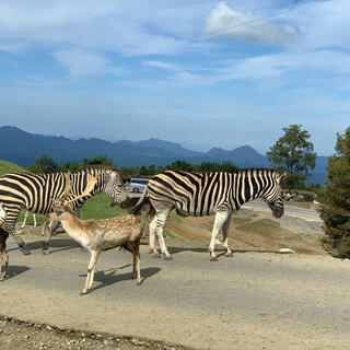 九州自然動物公園 アフリカンサファリの写真8