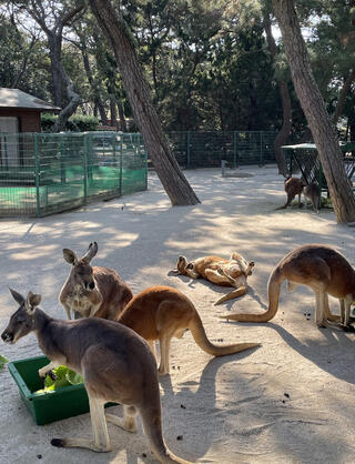 動物の森のクチコミ写真1