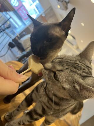 Cat Cafe てまりのおうちのクチコミ写真1