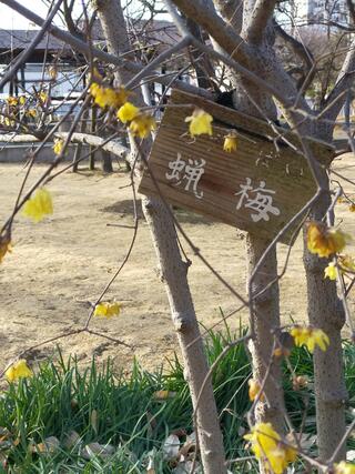 大谷田公園のクチコミ写真2