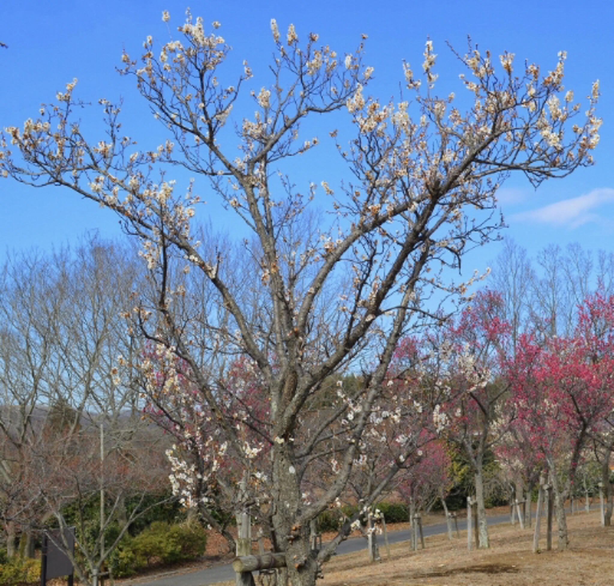 梅林公園の代表写真5