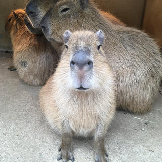 伊豆シャボテン動物公園の写真9