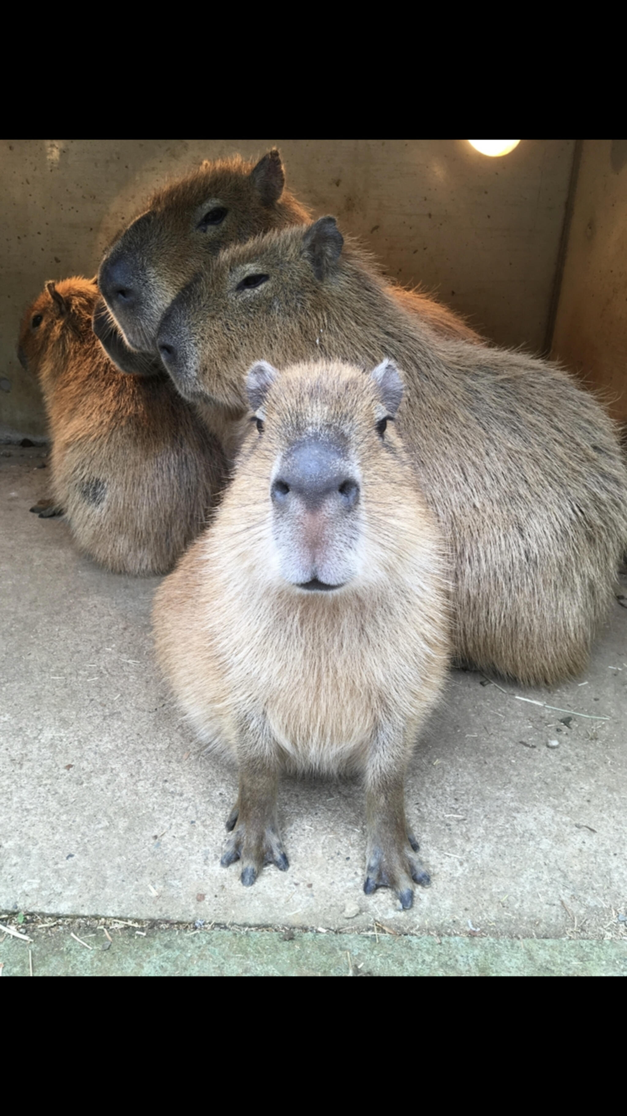 伊豆シャボテン動物公園の代表写真9