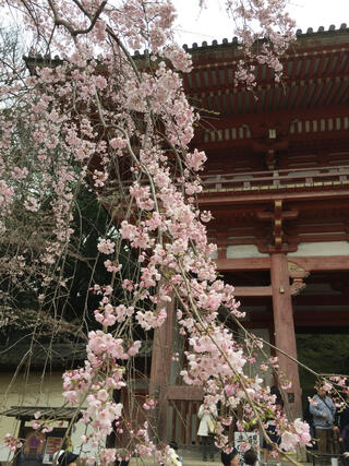 醍醐寺のクチコミ写真1