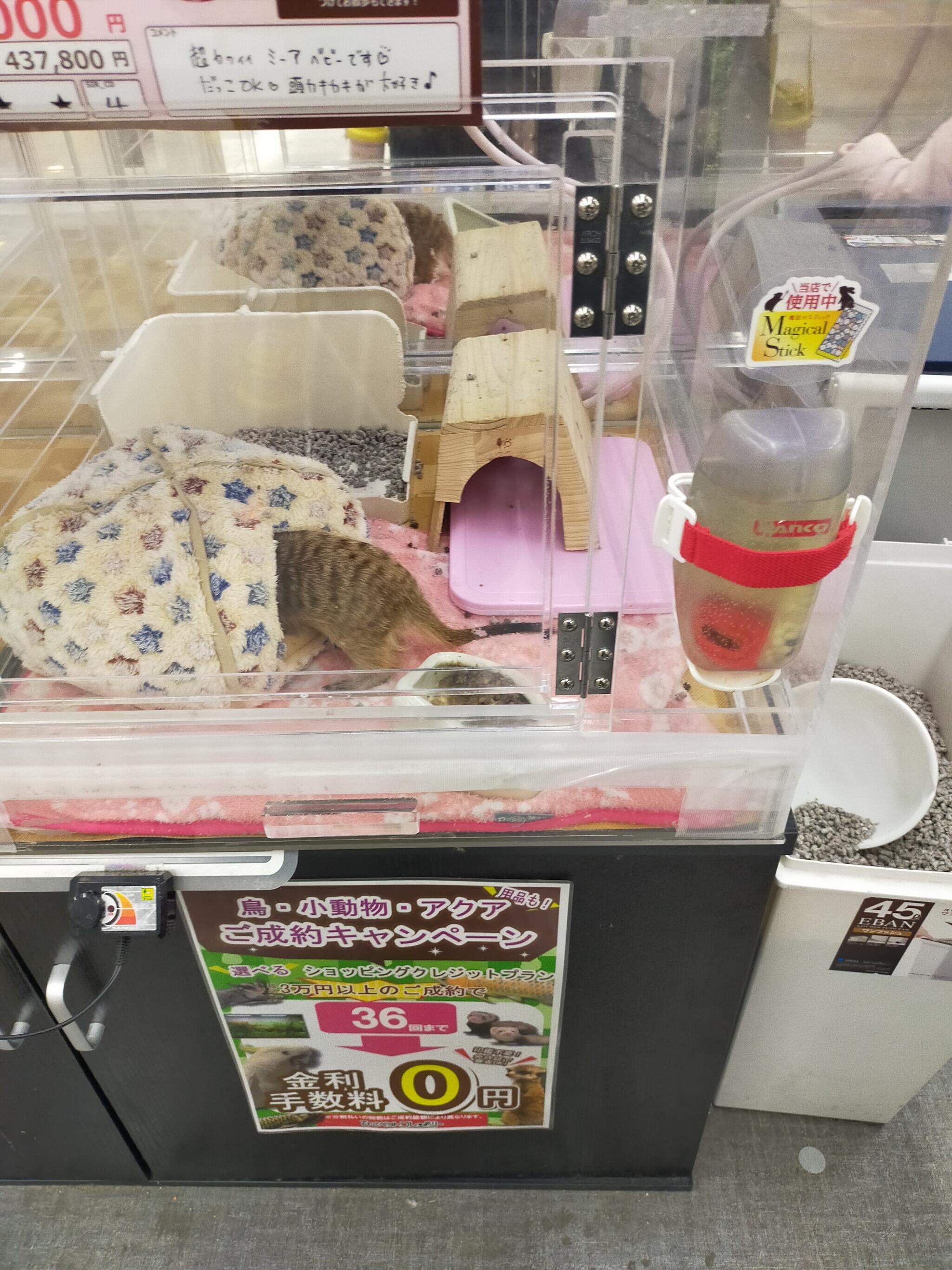 ひご ペット フレンドリー ゆめタウン 高松 セール 店