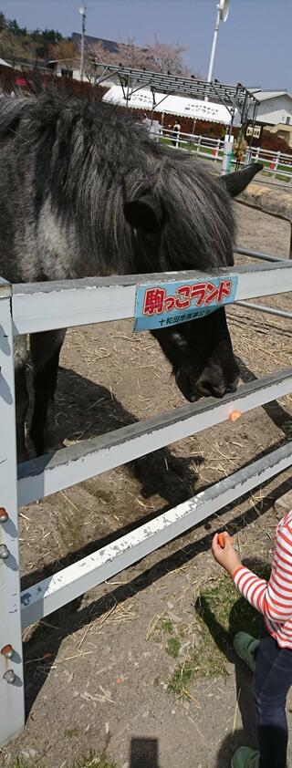 十和田市馬事公苑のクチコミ写真1