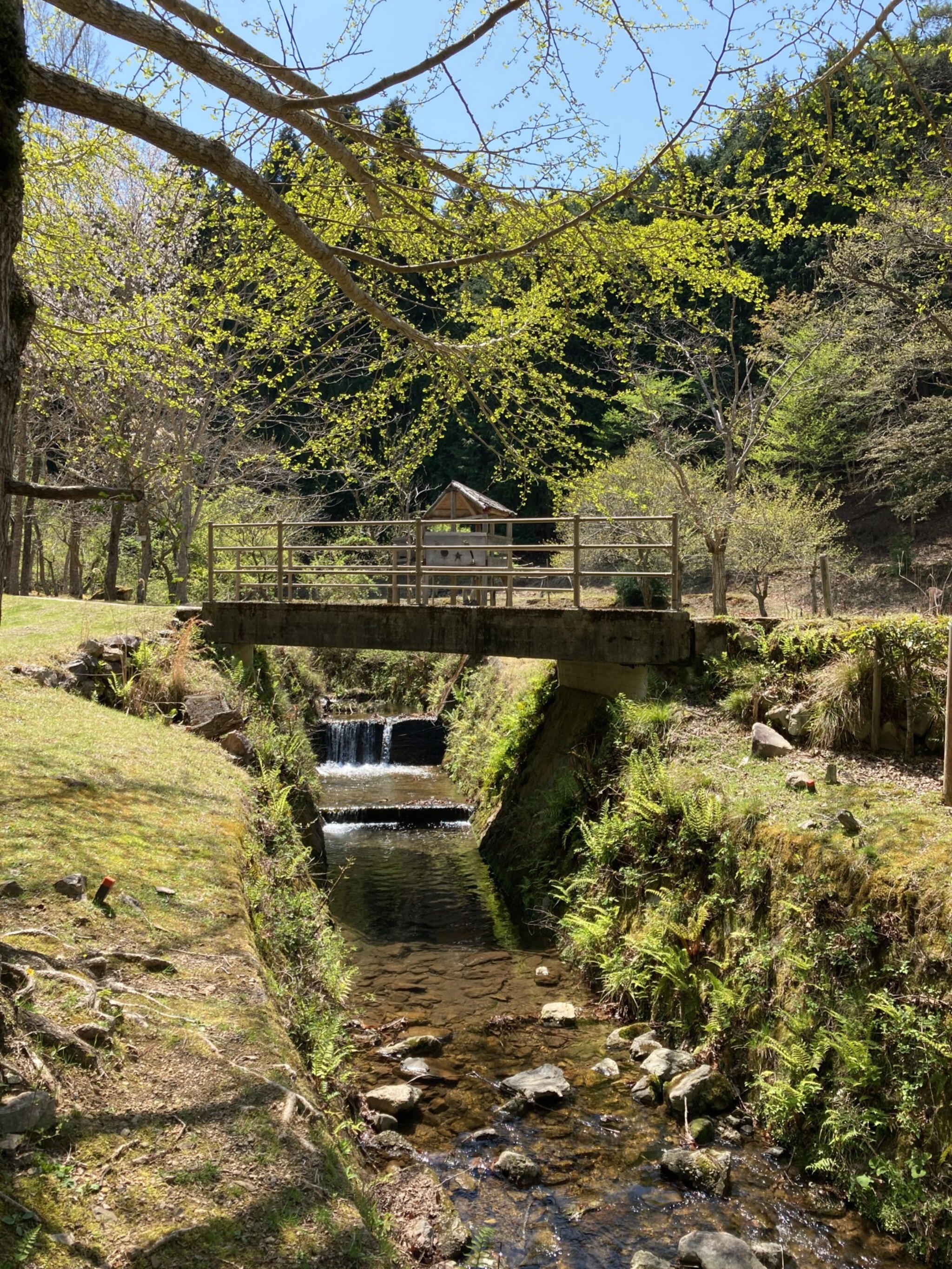 兵庫県立 ささやまの森公園の代表写真6