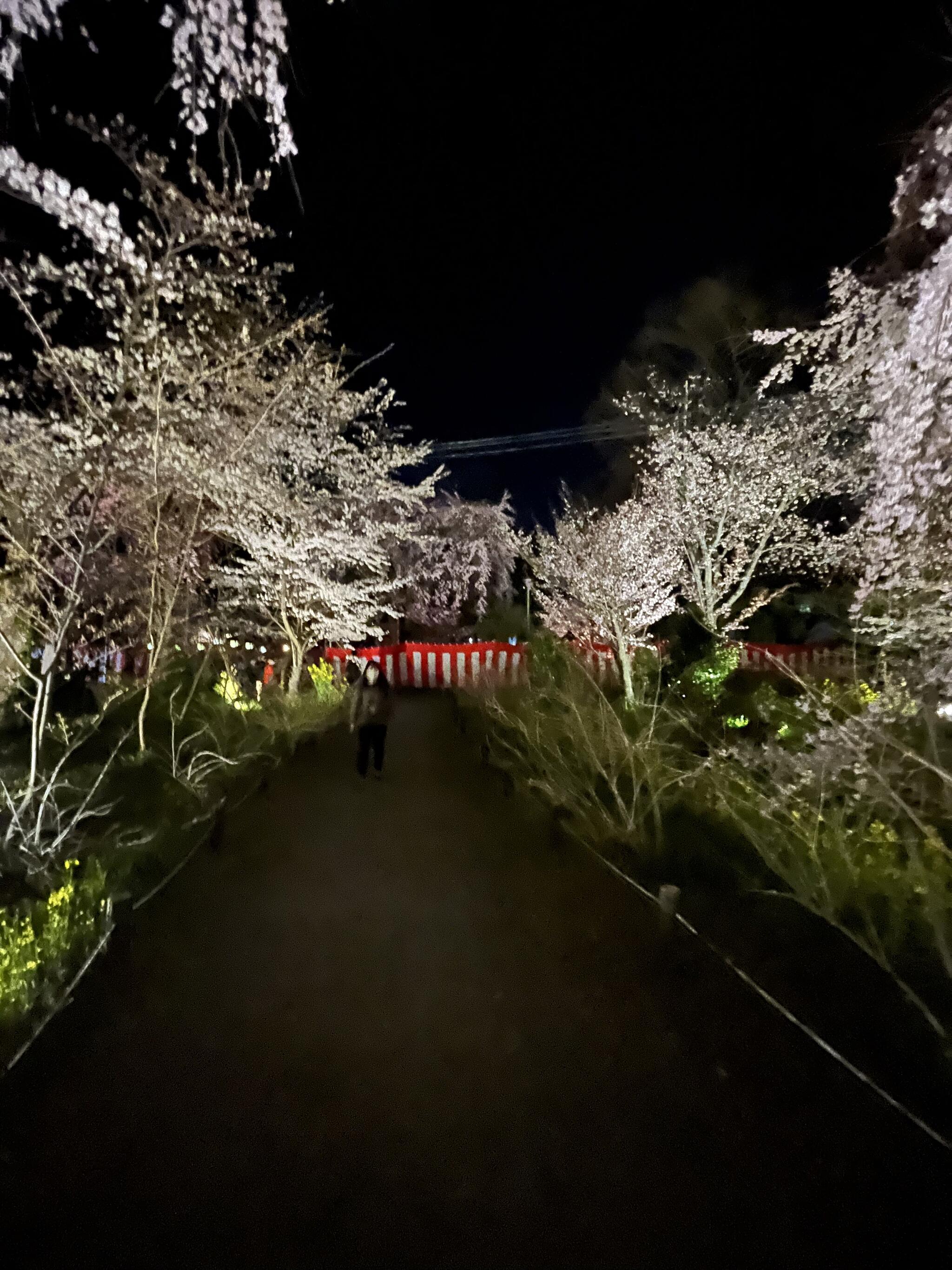 平野神社の代表写真3