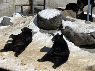 奥飛騨クマ牧場のクチコミ写真3