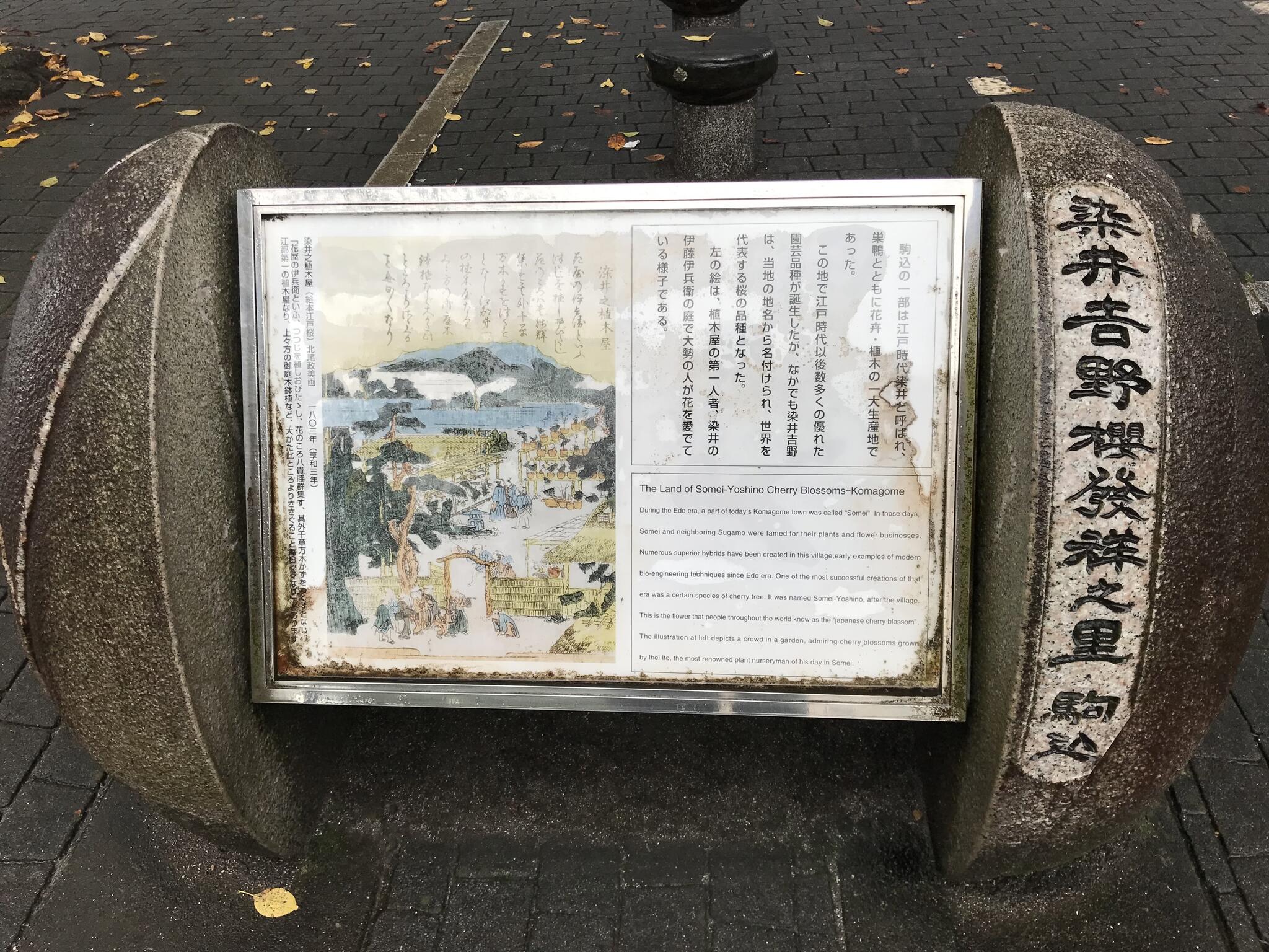 豊島区立 染井吉野桜記念公園の代表写真4