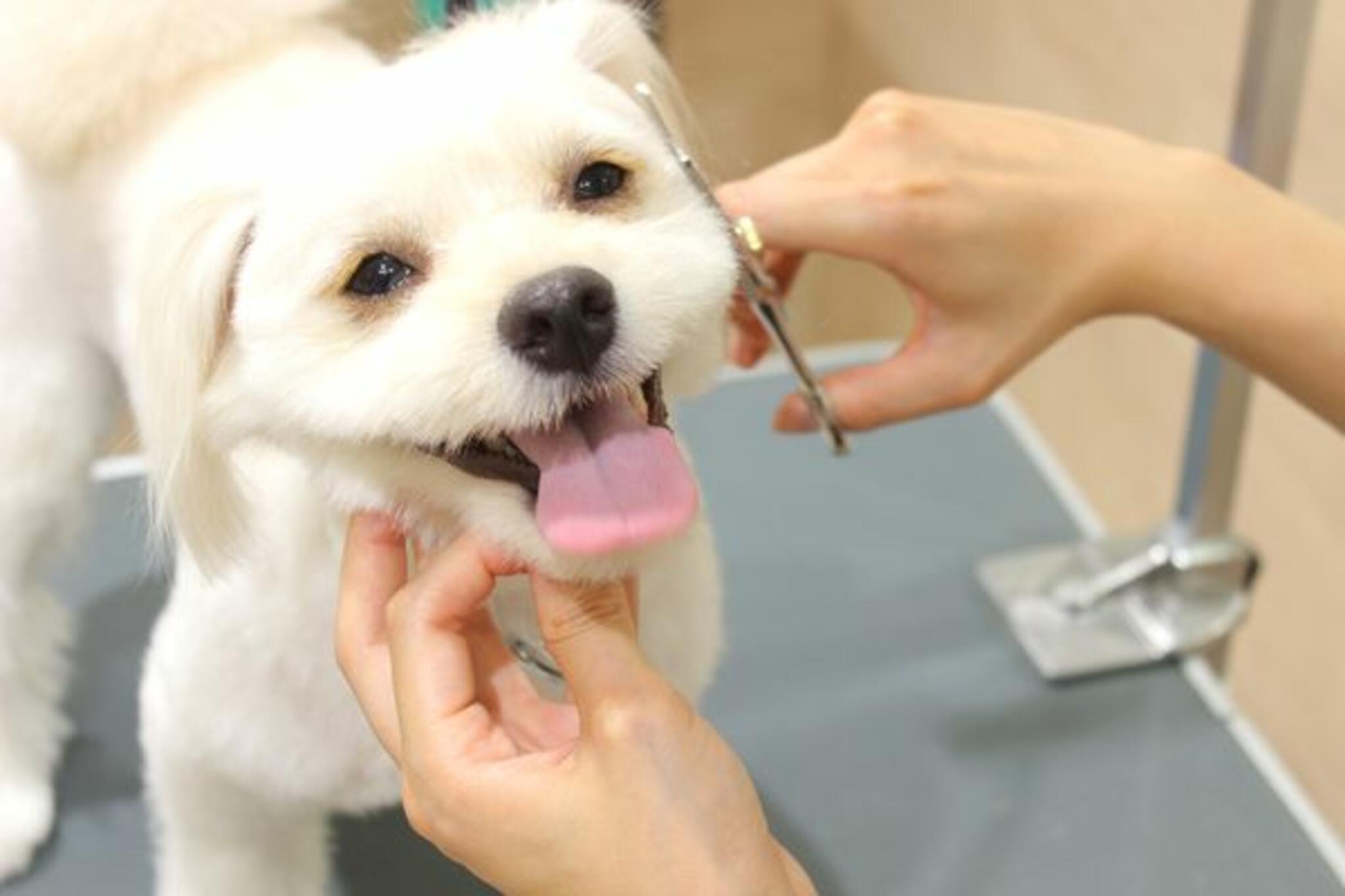 PET-SPA 関内店の代表写真2